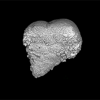 Recent agglutinated foraminifera from the North Adriatic