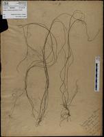 Gracilaria confervoides - ISMAR0848