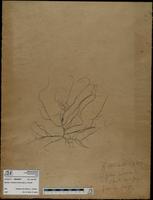 Gracilaria confervoides - ISMAR0871