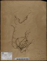 Gracilaria confervoides - ISMAR0875