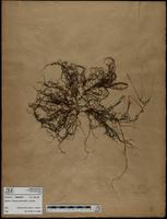 Gracilaria confervoides - ISMAR0878