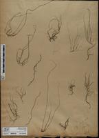 Gracilaria confervoides - ISMAR0106