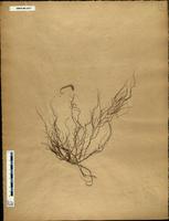 Gracilaria confervoides - ISMAR0017