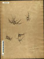 Gracilaria confervoides - ISMAR0041
