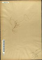 Gracilaria confervoides - ISMAR0045