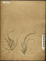 Gracilaria confervoides - ISMAR0066