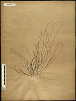 Gracilaria confervoides - ISMAR0074