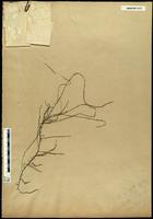 Gracilaria confervoides - ISMAR0137