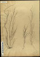 Gracilaria confervoides - ISMAR0138