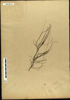 Gracilaria confervoides - ISMAR0144