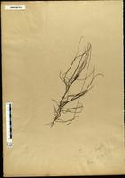 Gracilaria confervoides - ISMAR0144