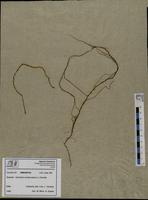 Gracilaria confervoides - ISMAR0193