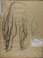 Gracilaria confervoides - ISMAR0203