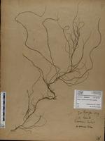 Gracilaria confervoides - ISMAR0216