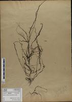 Gracilaria confervoides - ISMAR0227