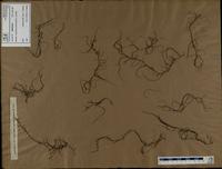 Gracilaria confervoides - ISMAR0240