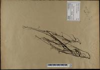 Gracilaria confervoides - ISMAR0245