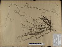 Gracilaria confervoides - ISMAR0266