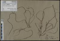 Gracilaria confervoides - ISMAR0295