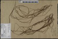 Gracilaria confervoides - ISMAR0302