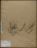 Gracilaria confervoides - ISMAR0318