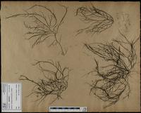 Gracilaria confervoides - ISMAR0324