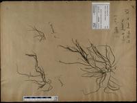 Gracilaria confervoides - ISMAR0327