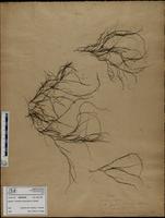 Gracilaria confervoides - ISMAR0336