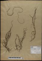 Gracilaria confervoides - ISMAR0409