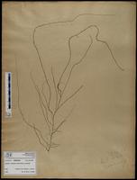 Gracilaria confervoides - ISMAR0442