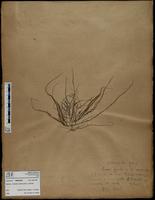 Gracilaria confervoides - ISMAR0491