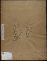 Gracilaria confervoides - ISMAR0494