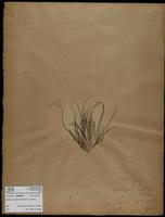 Gracilaria confervoides - ISMAR0495