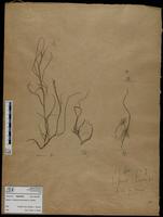 Gracilaria confervoides - ISMAR0549