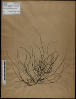 Gracilaria confervoides - ISMAR0555