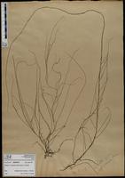 Gracilaria confervoides - ISMAR0571