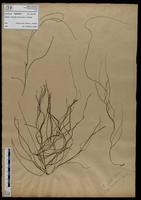 Gracilaria confervoides - ISMAR0576