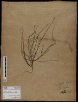 Gracilaria confervoides - ISMAR0592