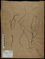 Gracilaria confervoides - ISMAR0594