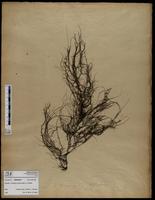 Gracilaria confervoides - ISMAR0610