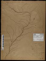 Gracilaria confervoides - ISMAR0634