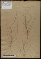 Gracilaria confervoides - ISMAR0641