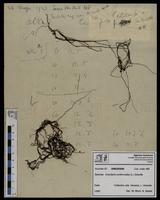 Gracilaria confervoides - ISMAR0648