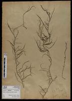 Gracilaria confervoides - ISMAR0676