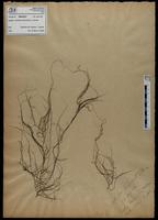 Gracilaria confervoides - ISMAR0679