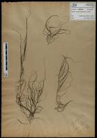 Gracilaria confervoides - ISMAR0682