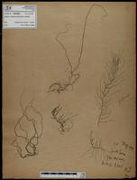 Gracilaria confervoides - ISMAR0696