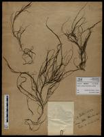 Gracilaria confervoides - ISMAR0716