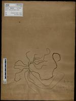 Gracilaria confervoides - ISMAR0736