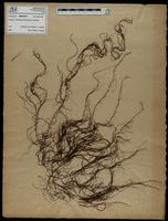 Gracilaria confervoides - ISMAR0756